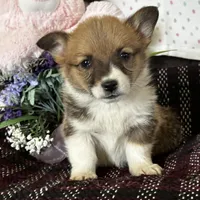 AKC Pongo, a female Pembroke Welsh Corgi for sale in Mayslick, KY – Photo 4 of 10