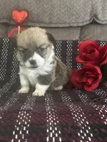 AKC Pongo, a female Pembroke Welsh Corgi for sale in Mayslick, KY – Photo 4 of 8