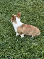 AKC Pongo, a female Pembroke Welsh Corgi for sale in Mayslick, KY – 3 of 10