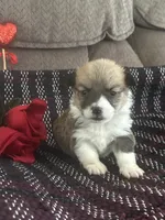 AKC Pongo, a female Pembroke Welsh Corgi for sale in Mayslick, KY – Photo 5 of 8