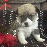 AKC Pongo, a female Pembroke Welsh Corgi for sale in Mayslick, KY – Photo 8 of 10