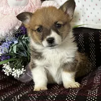 AKC Pongo, a female Pembroke Welsh Corgi for sale in Mayslick, KY – Photo 3 of 10