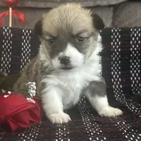 AKC Pongo, a female Pembroke Welsh Corgi for sale in Mayslick, KY – Photo 6 of 10