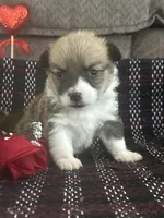 AKC Pongo, a female Pembroke Welsh Corgi for sale in Mayslick, KY – Photo 7 of 8