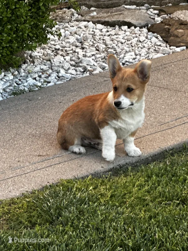 AKC Pongo – Pembroke Welsh Corgi puppy for sale in Mayslick, KY