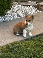 AKC Pongo, a female Pembroke Welsh Corgi for sale in Mayslick, KY – 1 of 10