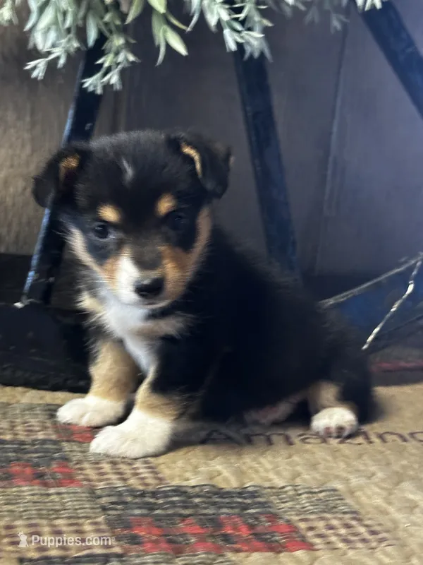 Paige – Pembroke Welsh Corgi puppy for sale in Mayslick, KY