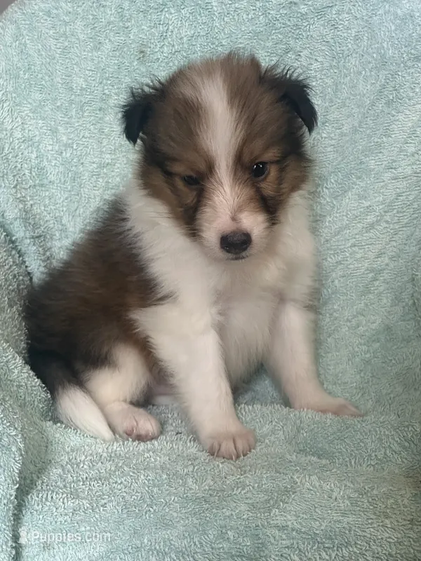 Shep – Shetland Sheepdog puppy for sale in Mayslick, KY