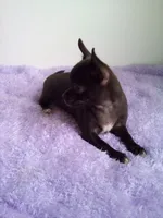 Camille, a female Chihuahua for sale in Mayslick, KY – 3 of 9
