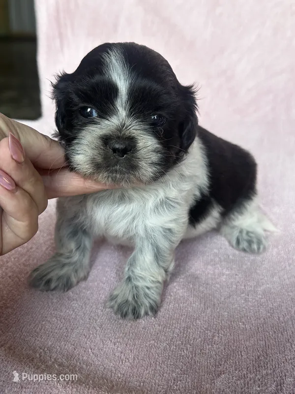 Shyla – Shih Tzu puppy for sale in Mayslick, KY