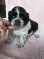 Shyla, a female Shih Tzu for sale in Mayslick, KY – 5 of 9