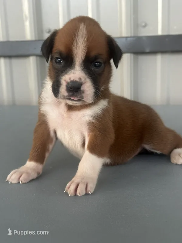 Betsy – Boxer puppy for sale in Mayslick, KY