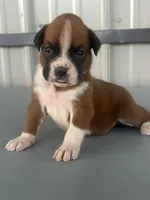 Betsy, a female Boxer for sale in Mayslick, KY – 1 of 5