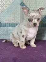 AKC Cain, a female Chihuahua for sale in Mayslick, KY – 4 of 9