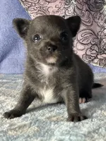 Calypso, a female Chihuahua for sale in Mayslick, KY – 4 of 5