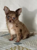AKC Cassandra, a female Chihuahua for sale in Mayslick, KY – 1 of 10