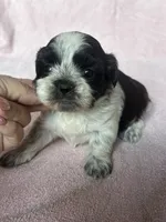 CKC Shadow, a female Shih Tzu for sale in Mayslick, KY – 5 of 6