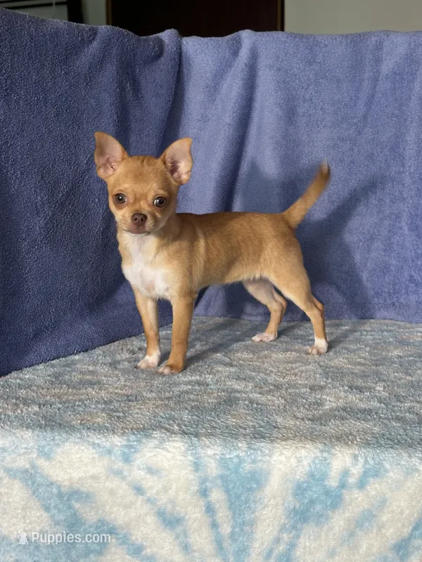 Caramel – Chihuahua puppy for sale in Mayslick, KY