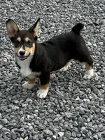AKC Puddles, a male Pembroke Welsh Corgi for sale in Mayslick, KY – 2 of 9