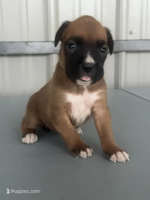 Brenda – Boxer puppy for sale in Mayslick, KY