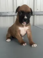 Brenda, a female Boxer for sale in Mayslick, KY – 2 of 7