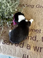 AKC Paisley, a female Pembroke Welsh Corgi for sale in Mayslick, KY – 3 of 7