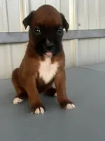 Bailey, a female Boxer for sale in Mayslick, KY – 4 of 6
