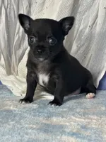Camille, a female Chihuahua for sale in Mayslick, KY – 5 of 9
