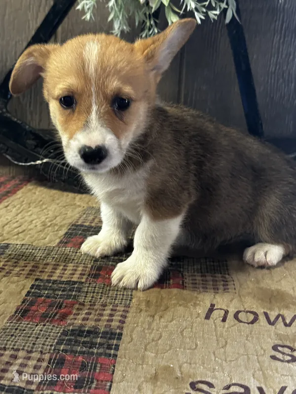 AKC Preston – Pembroke Welsh Corgi puppy for sale in Mayslick, KY