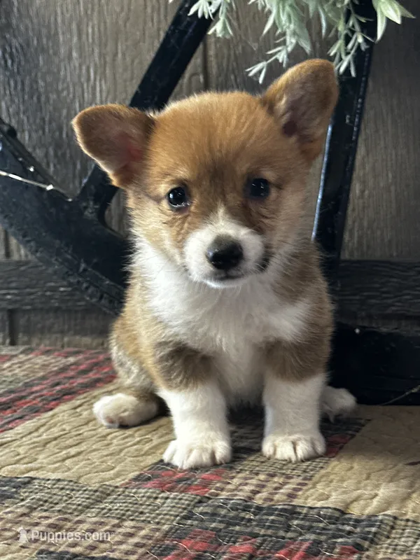 Prissy – Pembroke Welsh Corgi puppy for sale in Mayslick, KY