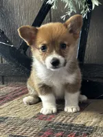 Prissy, a female Pembroke Welsh Corgi for sale in Mayslick, KY – 3 of 10