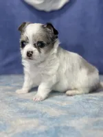 CKC Cloudy, a male Chihuahua for sale in Mayslick, KY – 5 of 10
