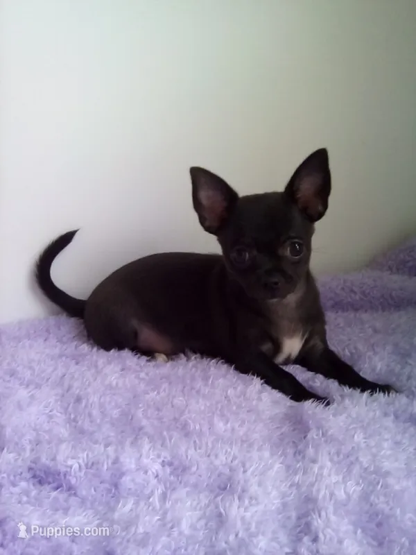 Camille – Chihuahua puppy for sale in Mayslick, KY