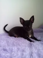 Camille, a female Chihuahua for sale in Mayslick, KY – 2 of 9