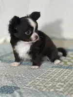 AKC Chenille, a female Chihuahua for sale in Mayslick, KY – 6 of 10