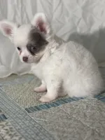 AKC Carter, a male Chihuahua for sale in Mayslick, KY – 8 of 10