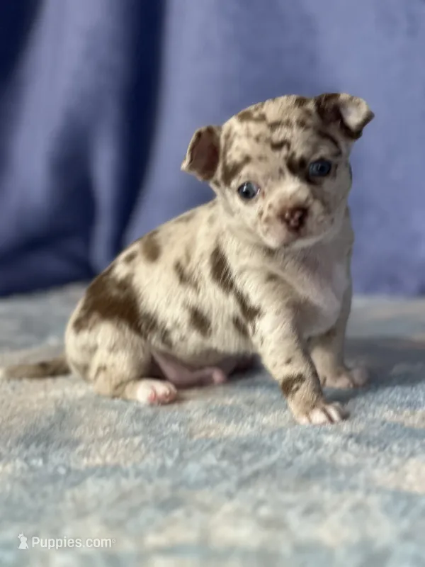 Cody – Chihuahua puppy for sale in Mayslick, KY
