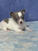 CKC Crystal, a female Chihuahua for sale in Mayslick, KY – 6 of 8