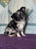 AKC Calvin, a male Chihuahua for sale in Mayslick, KY – 9 of 10