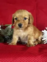 Duke, a male Miniature Dachshund for sale in Mayslick, KY – 4 of 8
