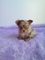 CKC Layla, a female Chihuahua for sale in Mayslick, KY – 7 of 10