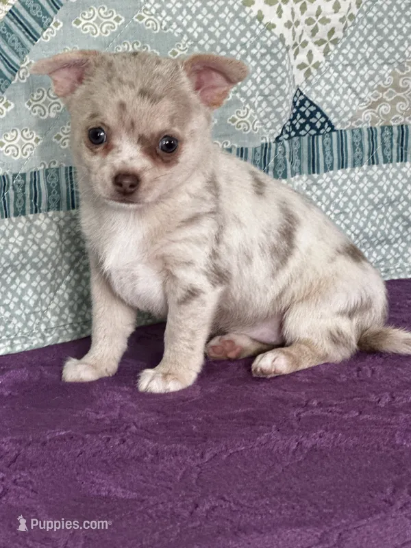 AKC Callie – Chihuahua puppy for sale in Mayslick, KY