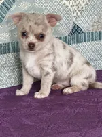AKC Callie, a female Chihuahua for sale in Mayslick, KY – 10 of 10