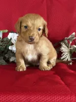 Delilah, a female Miniature Dachshund for sale in Mayslick, KY – 6 of 9