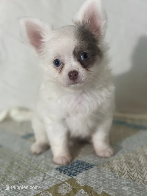 AKC Carter – Chihuahua puppy for sale in Mayslick, KY