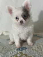 AKC Carter, a male Chihuahua for sale in Mayslick, KY – 3 of 10