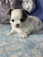 CKC Charlotte, a female Chihuahua for sale in Mayslick, KY – 2 of 9