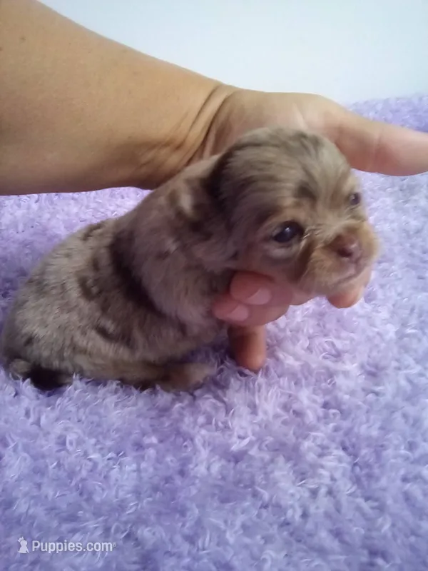 Clarissa – Chihuahua puppy for sale in Mayslick, KY