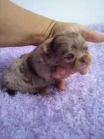 Clarissa, a female Chihuahua for sale in Mayslick, KY – 1 of 4