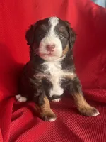 Bria, a female Miniature Bernedoodle for sale in Mayslick, KY – 10 of 10